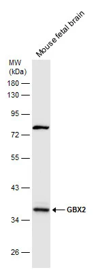 GBX2 antibody